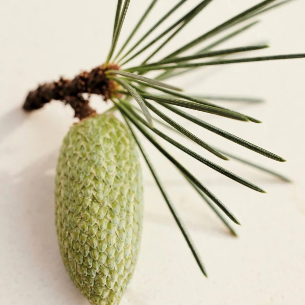 Chloé Cedrus Perfumed Body Lotion