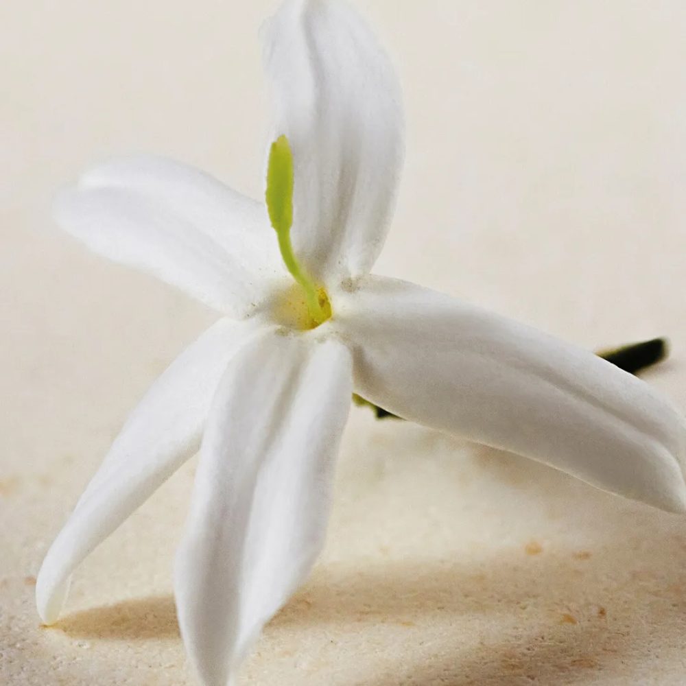 Chloé Jasminum Sambac Perfumed Shower Gel